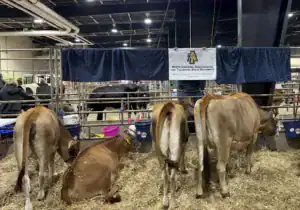 Cows in a barn with a sign for North Carolina Agricultural and Technical State University. A person is grooming one of the cows while others are in the background. The area is filled with hay and equipment for care.