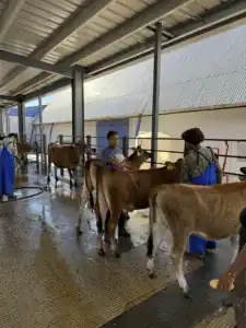A group of people in a barn are working with cows. Some are brushing the animals while others are standing nearby. The floor is wet, and the barn has a metal roof with natural light coming in.
