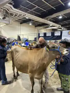 A person prepares a brown cow for grooming at an event, while another person holds the cow's head. The setting includes straw, tables with equipment, and various people engaged in activities around them.