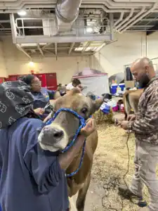 A person gently holds a cow's halter while another prepares grooming tools nearby. The setting is a busy barn with straw scattered on the floor and various supplies in the background.
