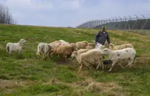 A farmer tends to a flock of sheep in a grassy field, feeding them from a container. In the background, a fence separates the pasture from another area.
