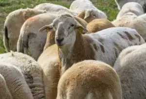 A group of sheep grazing, with one sheep in the foreground having a light brown and white coat. The sheep are scattered across a green field.