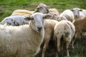 A close-up of a sheep in the foreground with a group of sheep in the background, grazing in a green field. The sheep has a tag on its ear and a woolly coat.