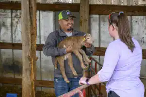 A man holds a young goat in a barn, smiling at a woman who is attentively listening to him. The setting features wooden beams and a metal wall, indicating a farm environment.