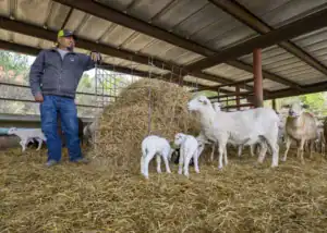 A person stands beside a haystack in a barn, watching several goats and sheep. Some goats are nursing, while others are grazing nearby on the straw-covered floor.