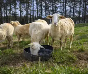 A group of sheep grazes in a grassy field. One sheep drinks from a black water trough while another stands nearby, looking at the camera. Trees are in the background under a clear sky.