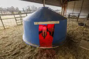 A blue, dome-shaped shelter with a red-lit entrance, surrounded by straw. Inside, the rear ends of several calves are visible as they exit the shelter. The barn setting features hay and fencing in the background.