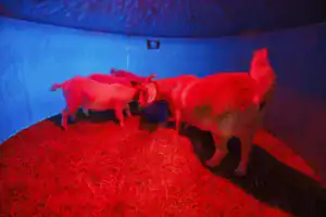 Goats feeding in a cozy, brightly colored shelter with red lighting and blue walls, surrounded by straw.