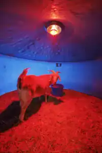A goat stands in a brightly colored shelter illuminated by red and blue lighting, with straw on the ground and a blue bucket nearby.