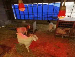 Goats in a barn with straw bedding, under red heat lamps. Some are in pens, while others roam freely. A blue tarp covers the windows, allowing some light in.