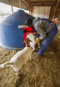 A person in work gloves assists a goat entering a blue structure with a red glow, while another goat watches nearby. The setting is a barn with straw scattered on the ground.