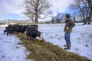 A farmer watches over a small herd of cows feeding on hay in a snowy field, with trees and a barn visible in the background.
