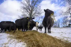 Cows eating hay in a snowy field, with a mix of black and white cattle. The sky is bright with clouds, and there are trees in the background.