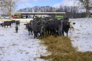 Cows feeding on hay in a snowy field, with a barn and farm equipment visible in the background. A few cattle of varying sizes are present, including a young calf.