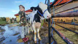 A child in a camo shirt and red boots interacts with a black and white cow tied to a fence on a farm. The environment is muddy and there are other cows in the background.