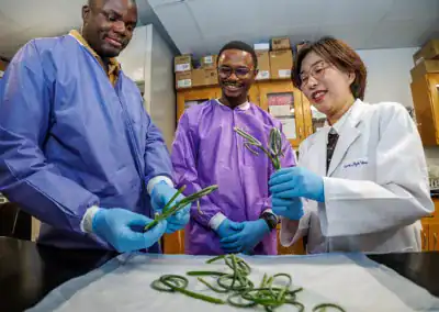 Nutrition Professor Studying Garlic as Possible Ally in Obesity Fight