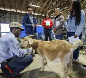 A group observes as a man gently interacts with a goat in a barn setting, explaining something to the audience. There are four people looking on, taking notes or holding clipboards.