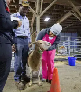 A woman in pink overalls gently pets a goat while two others watch in a barn. A red traffic cone is nearby, and the barn has wooden beams and fencing in the background.