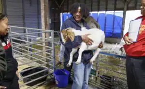 A young person smiles while holding a goat in a barn. Two others engage nearby, one holding a document. The scene captures a lively, agricultural environment with goats and straw around.