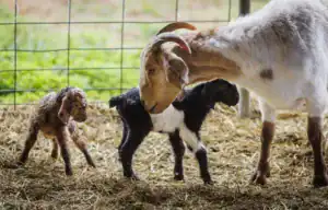A mother goat gently interacts with her two young kids in a barn setting, surrounded by straw and a green background. One kid is brown, while the other is black with white markings.