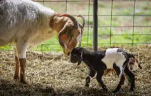 A brown and white goat nuzzles a small black and white kid in a barn, surrounded by straw and a green background.