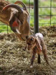 A mother goat gently nuzzles her wet, newborn kid in a straw-covered barn, showcasing a tender moment between them.