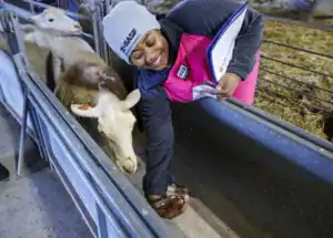 A woman in a pink vest interacts with a sheep in a barn, holding a phone in one hand and papers in the other, smiling as she leans down towards the animal.