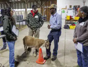 Four people are engaged in conversation inside a barn, with one man explaining something while a goat stands near a traffic cone. Everyone is holding papers, and the setting is rustic with hay in the background.