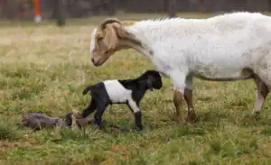 A white goat stands beside two black and brown goat kids on green grass, with one kid playfully exploring the area while the mother watches over them.