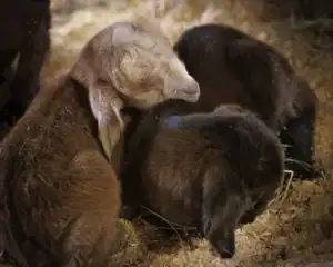 Two newborn goats snuggle together in soft bedding, one with light brown fur and the other with dark brown fur, creating a cozy scene.