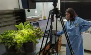 A woman in a lab coat examines lettuce plants on a lab table, with a computer displaying data in the background. A camera on a tripod is set up nearby.
