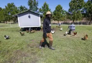 A person walks through a yard filled with chickens, wearing a hat, sunglasses, and boots. A chicken coop is in the background, and trees line the area under a clear blue sky.