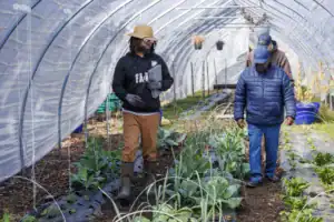 Two men walk through a greenhouse filled with various vegetables. One man carries a clipboard, while the other examines the plants. Both wear hats and gloves, and the space is lined with green plants and soil.