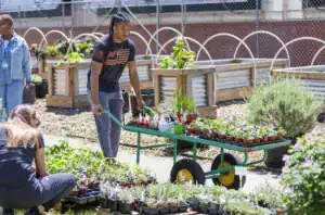 A young man pushes a cart filled with potted plants in a sunny garden while a woman tends to flowers nearby. Raised garden beds can be seen in the background.