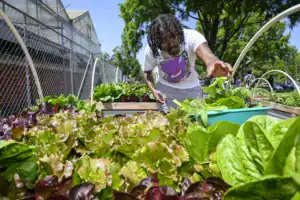 A person with curly hair and glasses tends to vibrant green and purple lettuce in a community garden, with a sunny sky and lush surroundings in the background.