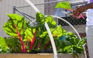A person using scissors to trim vibrant Swiss chard plants in a garden bed, with a fence and building in the background.