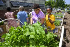 Four people working in a community garden, tending to vibrant green plants. One person is eating a leaf while others are focused on gardening tasks. The setting is bright and sunny, showcasing raised garden beds.