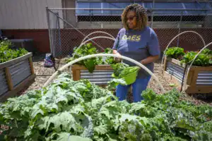 A person tends to a thriving garden, harvesting leafy greens. Raised garden beds are visible behind them, surrounded by a fenced area with lush vegetation.