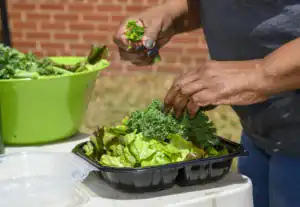 Hands sorting and preparing fresh green lettuce and kale into a black container, with a green bowl of more greens nearby. Background features a brick wall and grassy area.