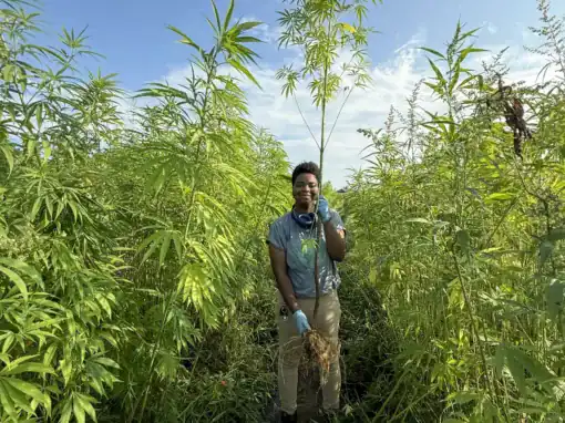 A person stands in a field surrounded by tall plants, holding a handful of soil and roots. They wear gloves and a shirt, with blue sky and greenery in the background.