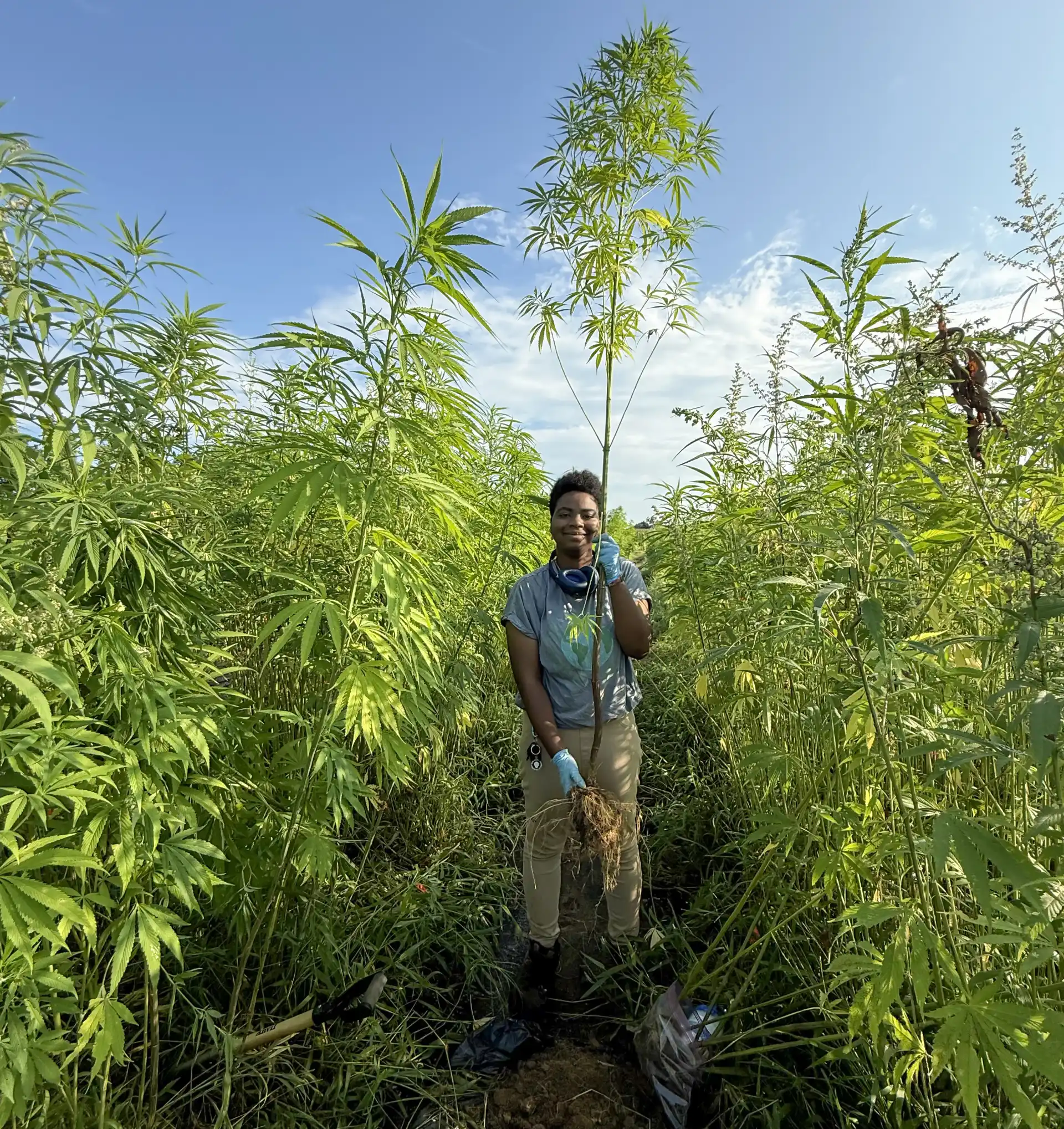 A person stands in a field surrounded by tall plants, holding a handful of soil and roots. They wear gloves and a shirt, with blue sky and greenery in the background.
