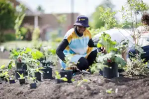 A person wearing a colorful dress and a hat plants seedlings in a community garden. Green plants and pots are scattered around, with another individual visible in the background tending to the garden.