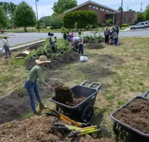 A group of people participates in a community gardening project, planting and mulching in a park. One person shovels mulch into a wheelbarrow while others work on planting small trees and plants.